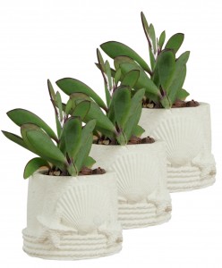 Mini Çiçek Saksı Küçük Sukulent Beyaz Kaktüs Saksısı 3'lü Set Deniz Yıldızlı Kabuklu Model